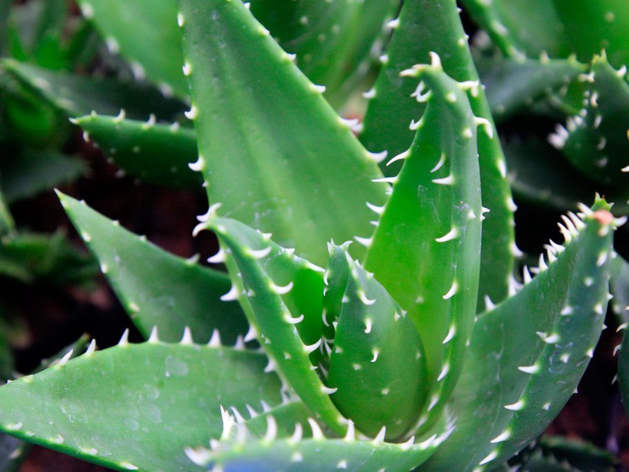 Aloe globuligemma