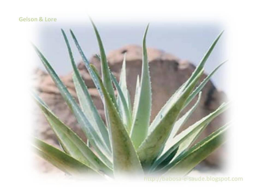 Растение алоэ Агава