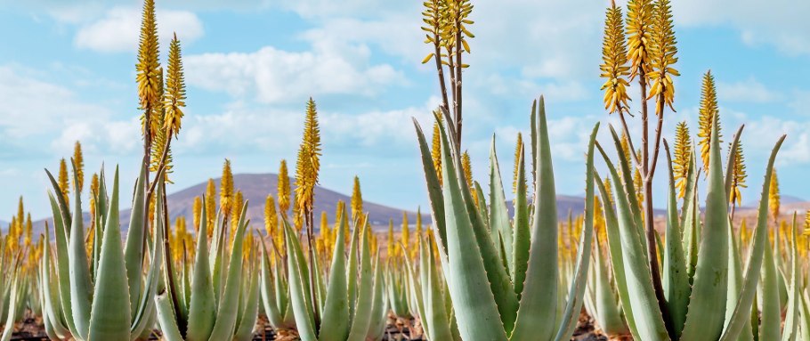 Алоэ конголензис