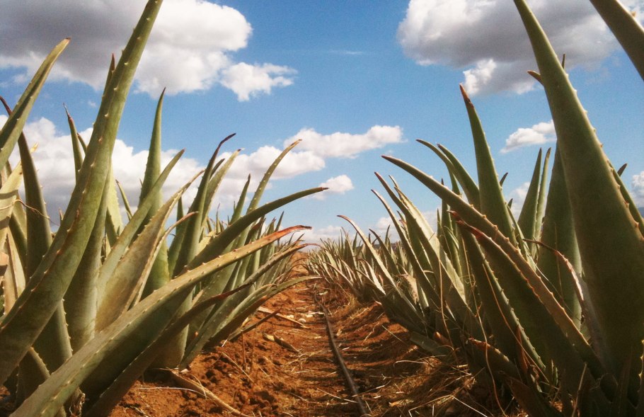 Цветок американская Агава