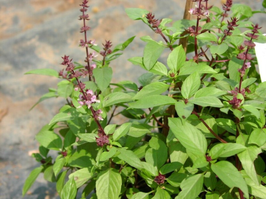 Базилик камфорный