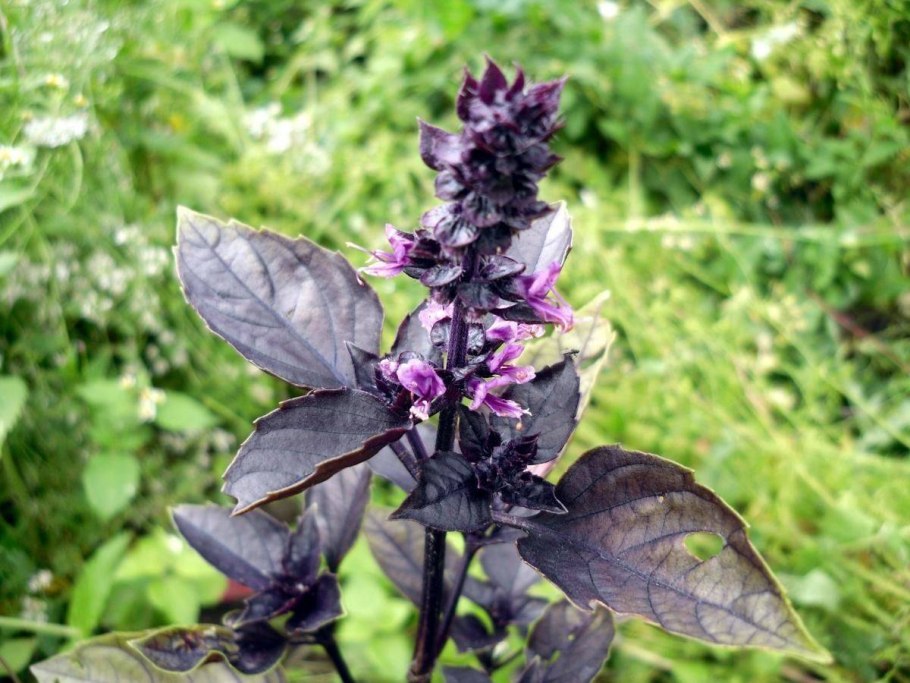 Цветущий базилик