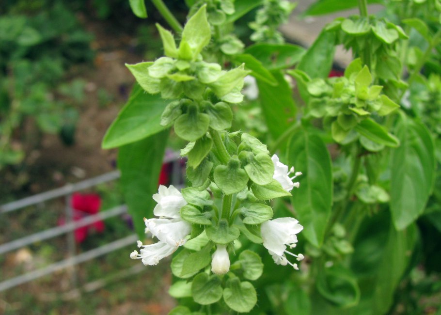 Родина базилика