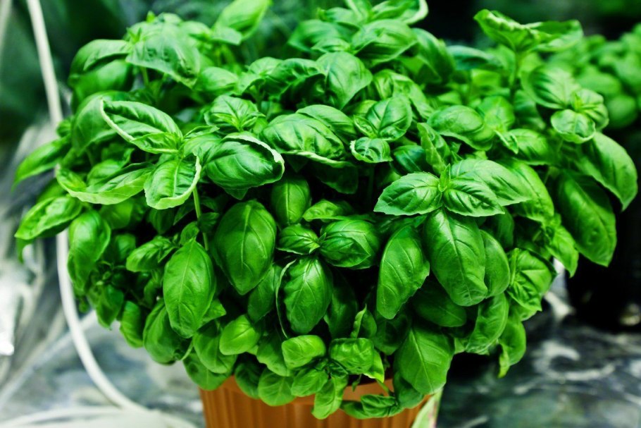 Базилик камфорный