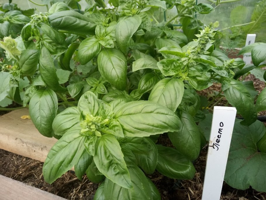 Базилик мятолистный камфорный