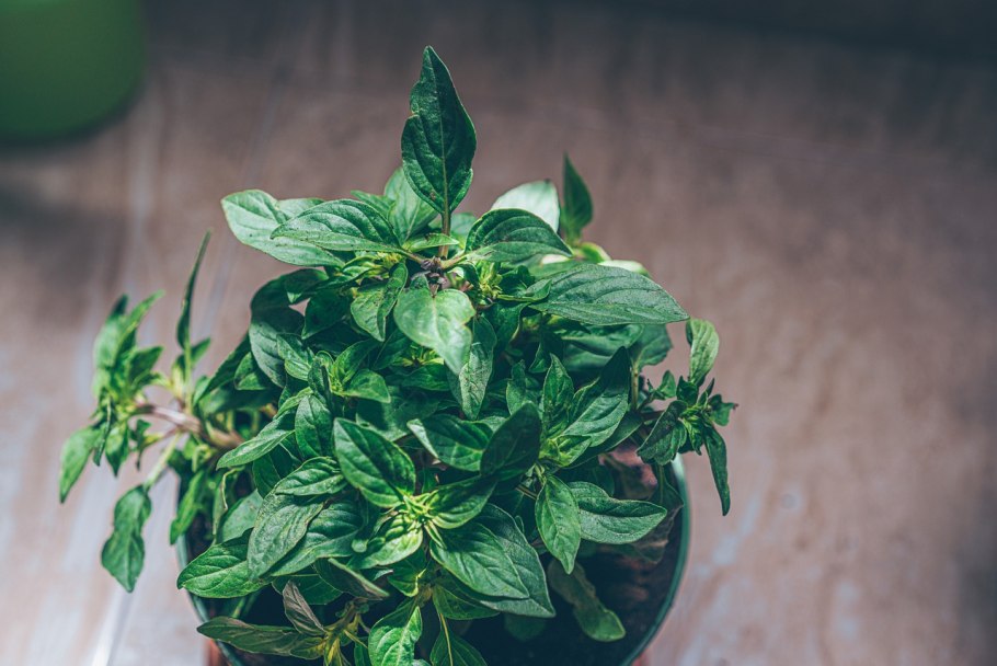 Смарт Фокс. Лимон-Джин-базилик