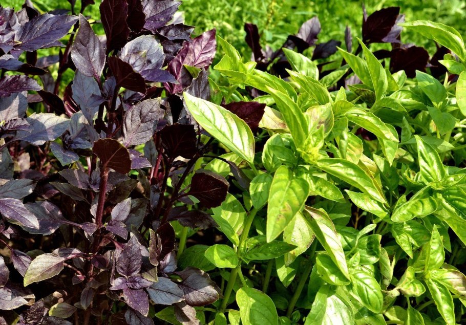 Базилик (Реган)