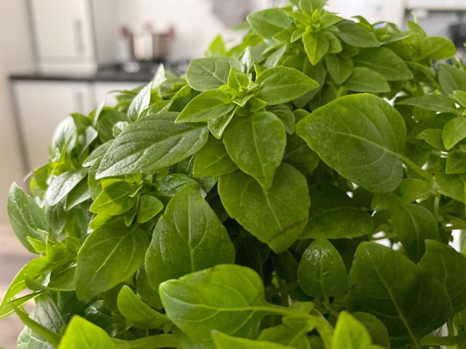 Базилик зеленый Эмили