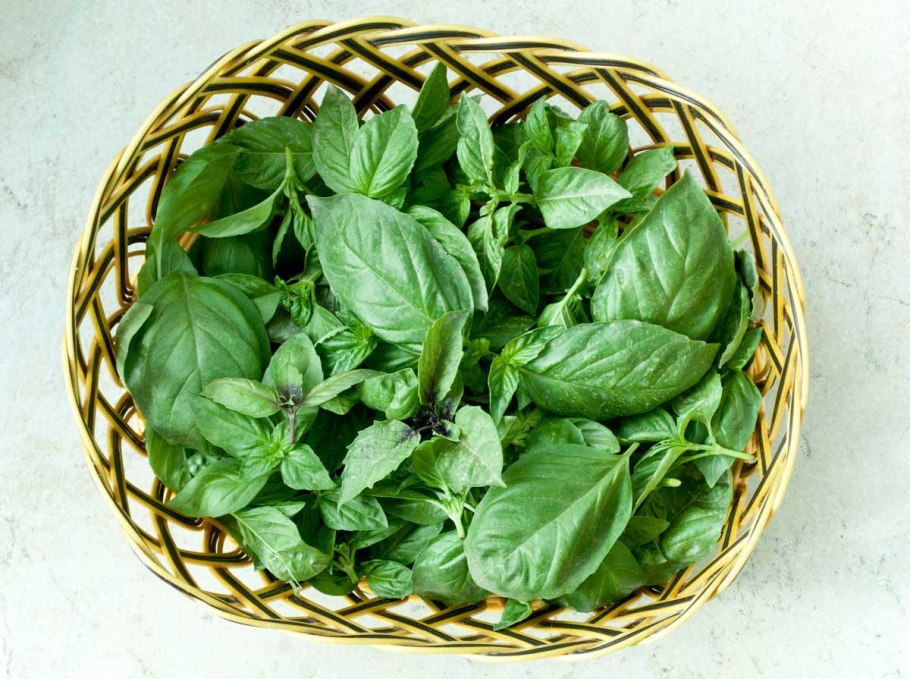 Базилик Чили