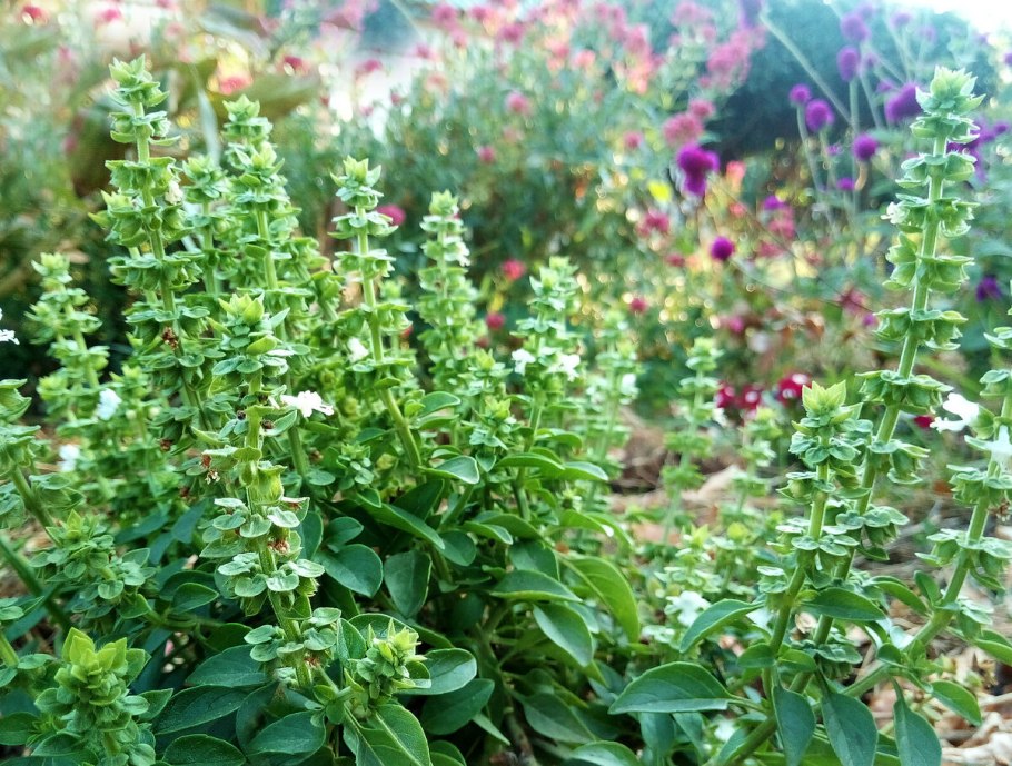 Базилик Форссколя