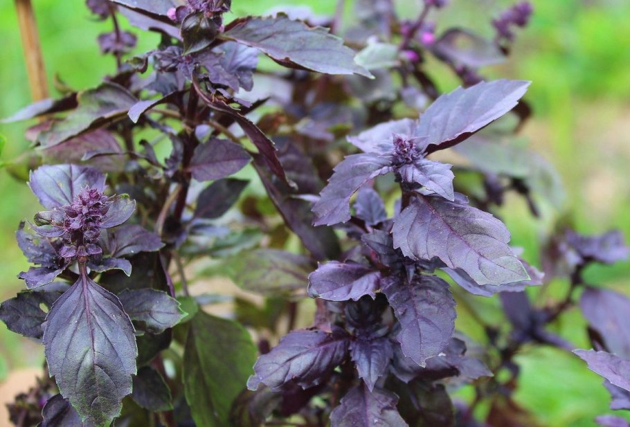 Ocimum basilicum l.