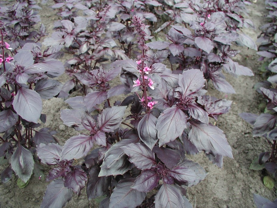 Базилик Элидия