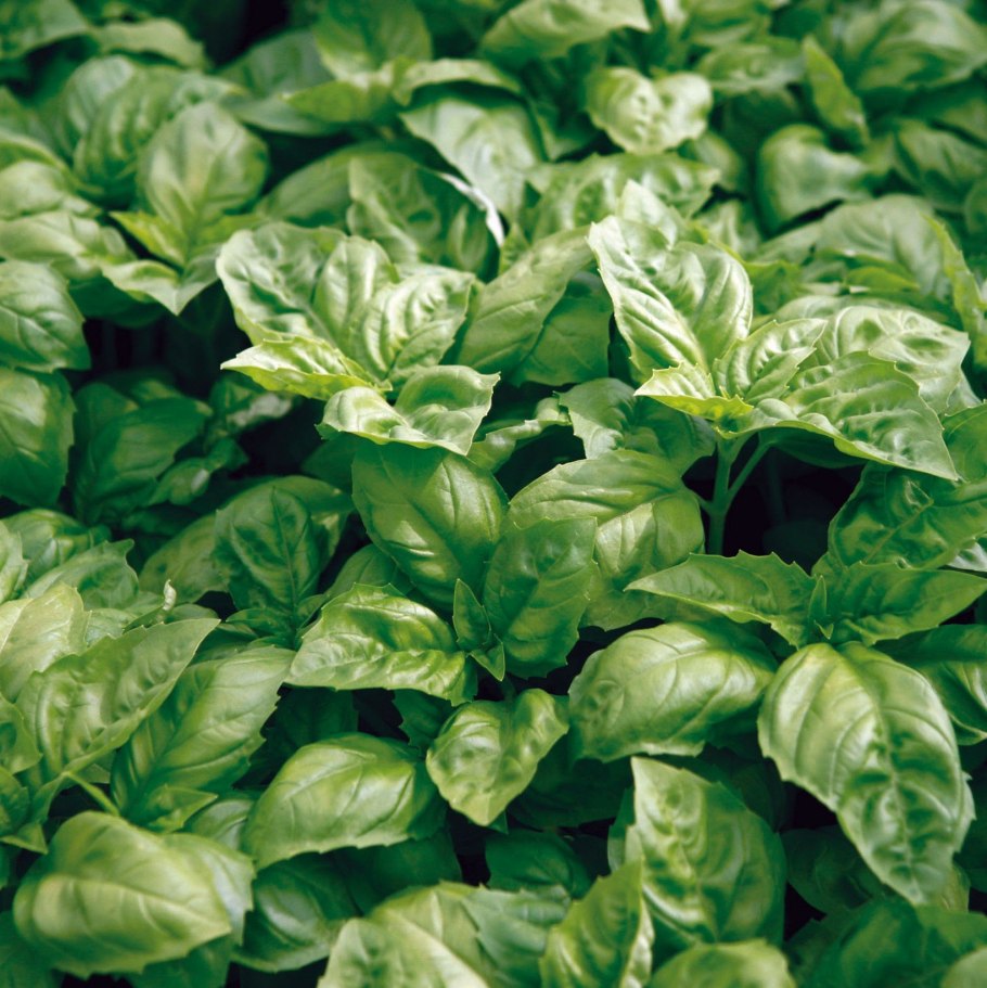 Sweet Basil Phutawan