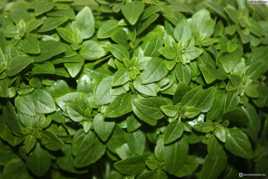Губоцветные растения базилик