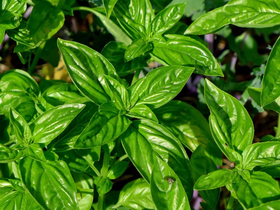 Базилик (Реган)