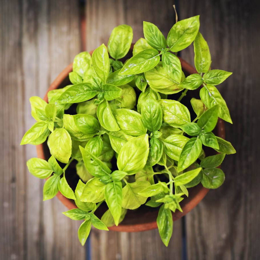 Зелень Реган базилик