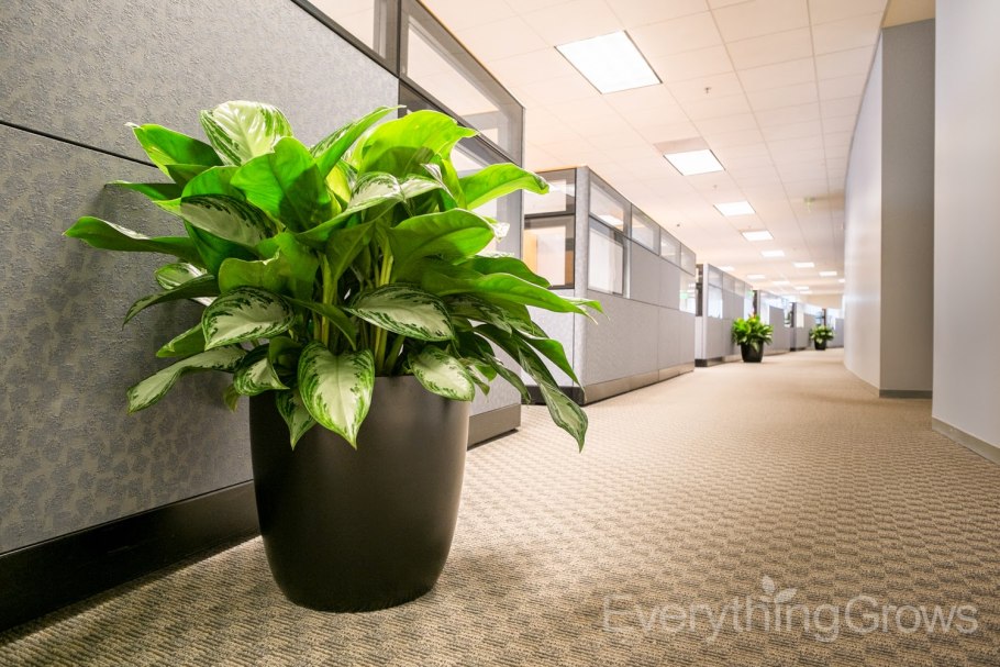 Фотосинтезирующийся цветок