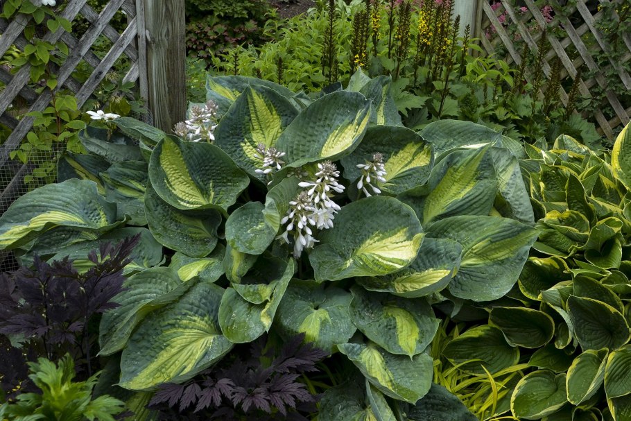 Молочай Шенланда