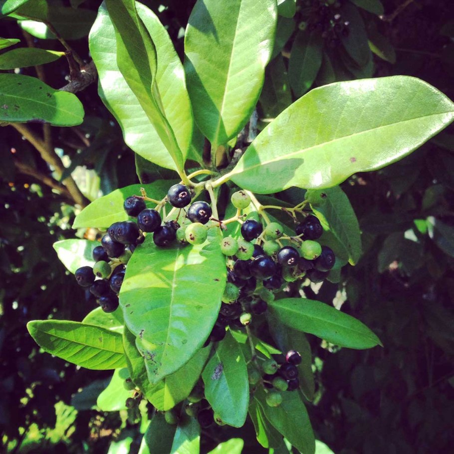 Аглаонема изменчивая