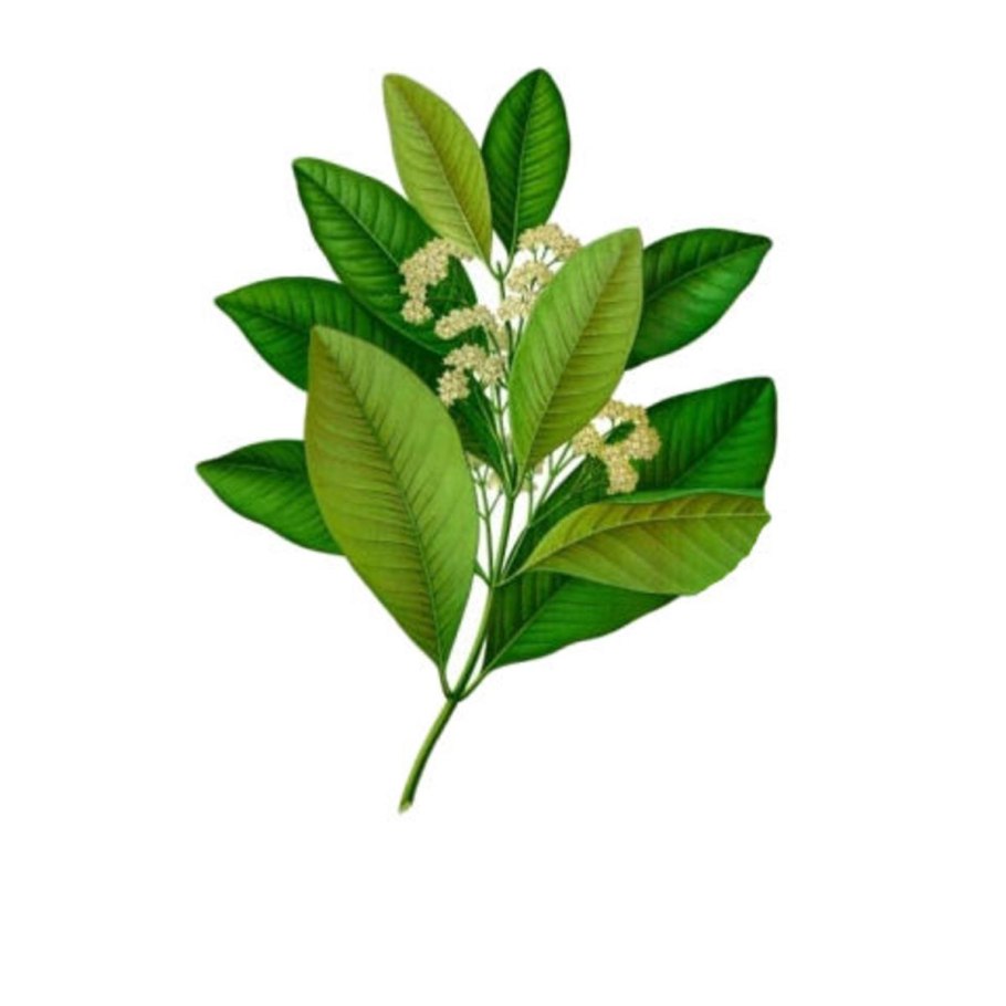 Пимента двудомная