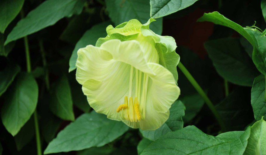 Растения из ботанического сада