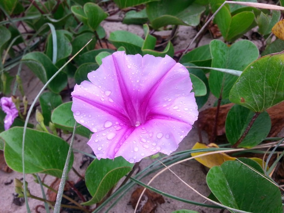 Ботанический сад колоновидные растения