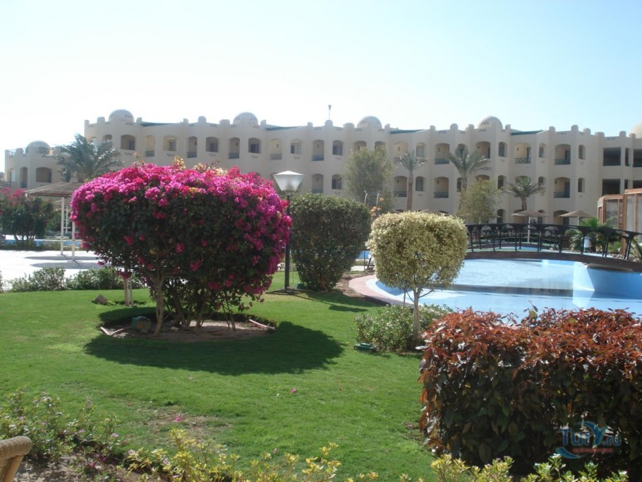 Белена чёрная