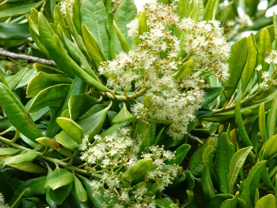 Пимента двудомная