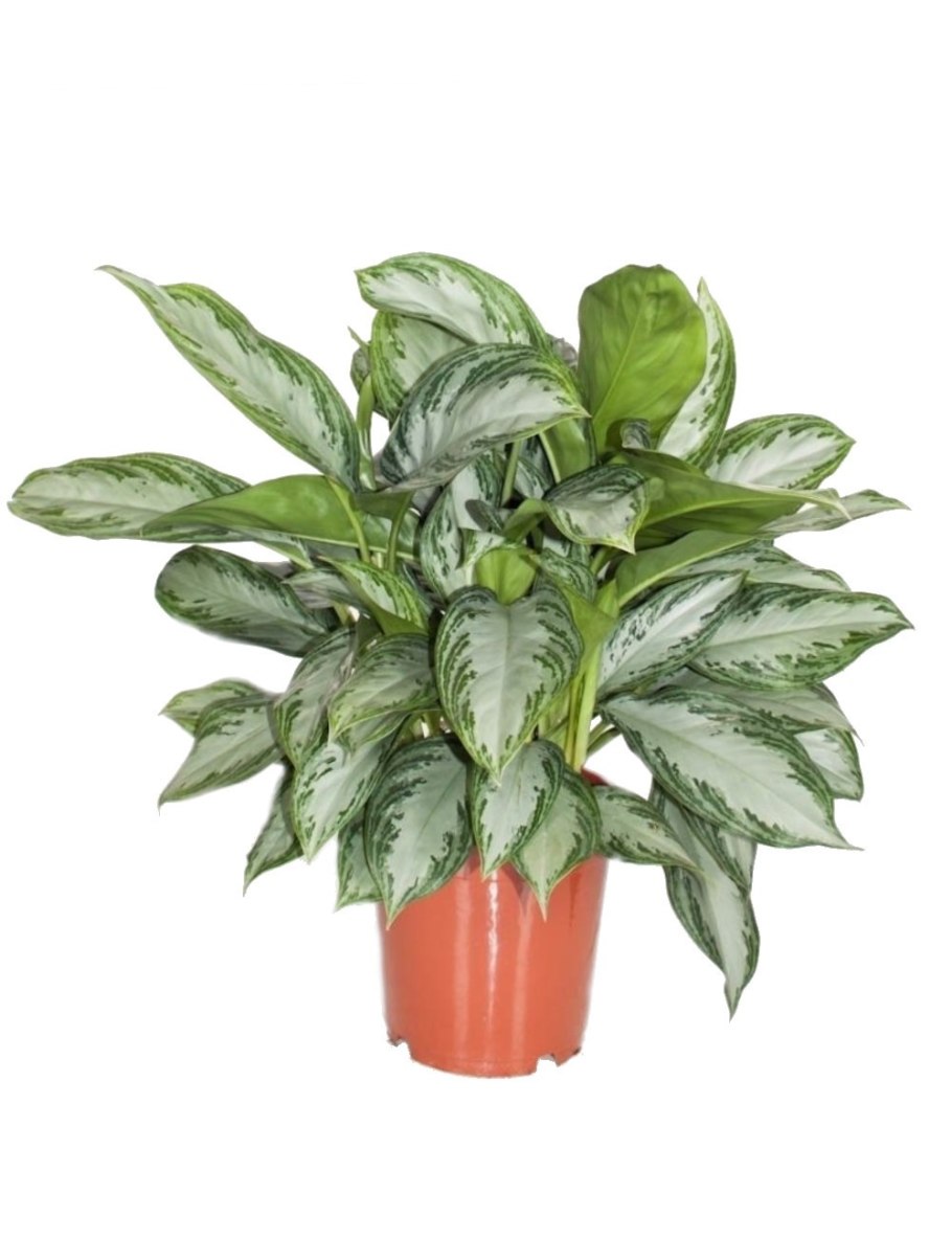 Pimenta Acris Leaf Oil