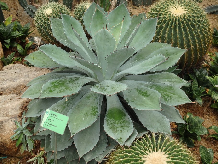 Аглаонема Сильвер