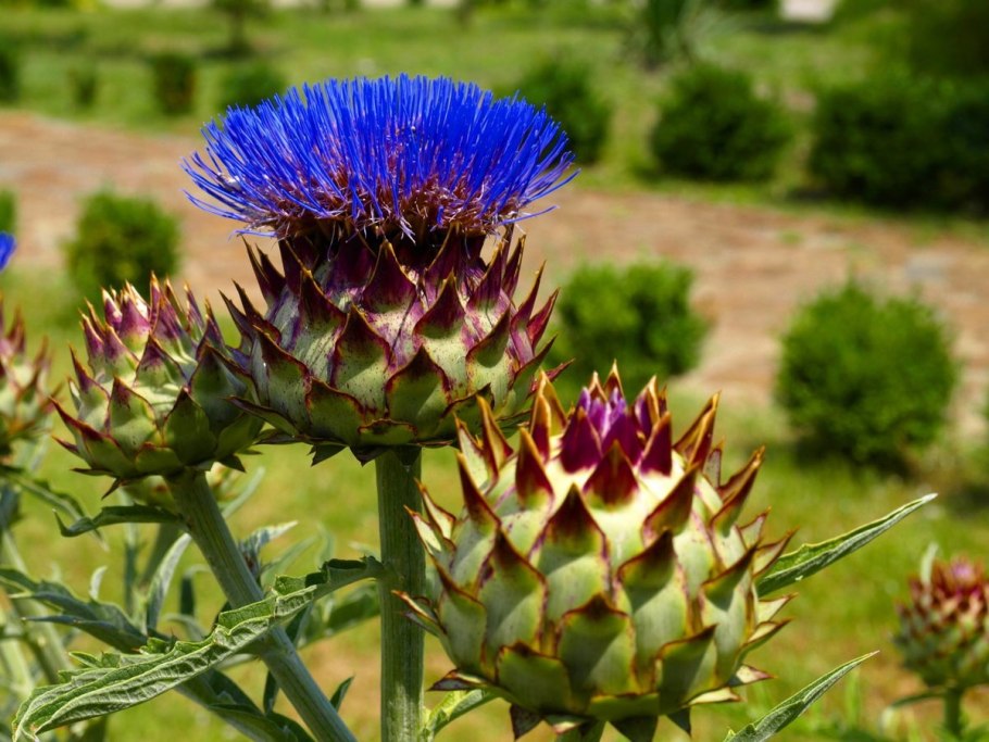 Ботанический сад кактусы