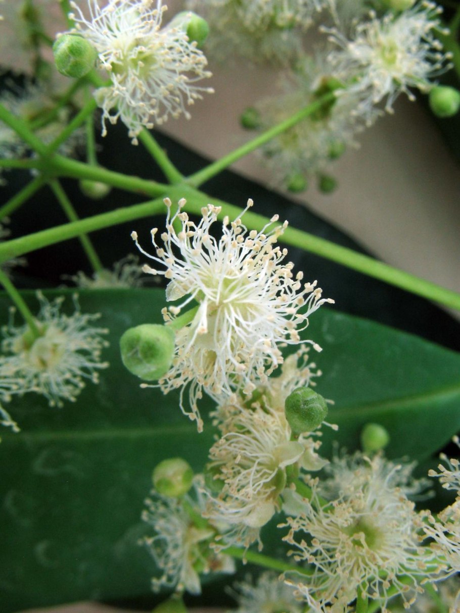 Пимента двудомная