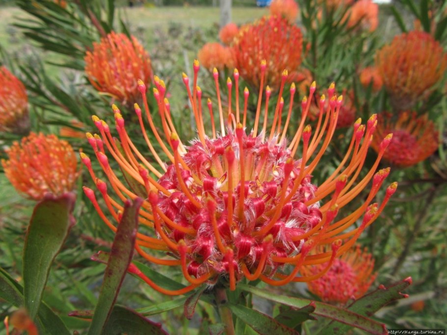 Аглаонема Сильвер