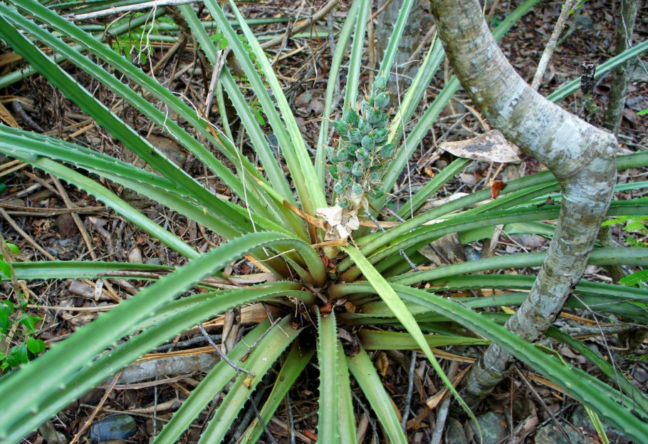 Дудник Черняева