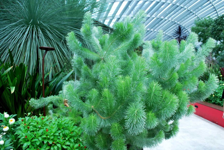 Риндера четырёхщитковая