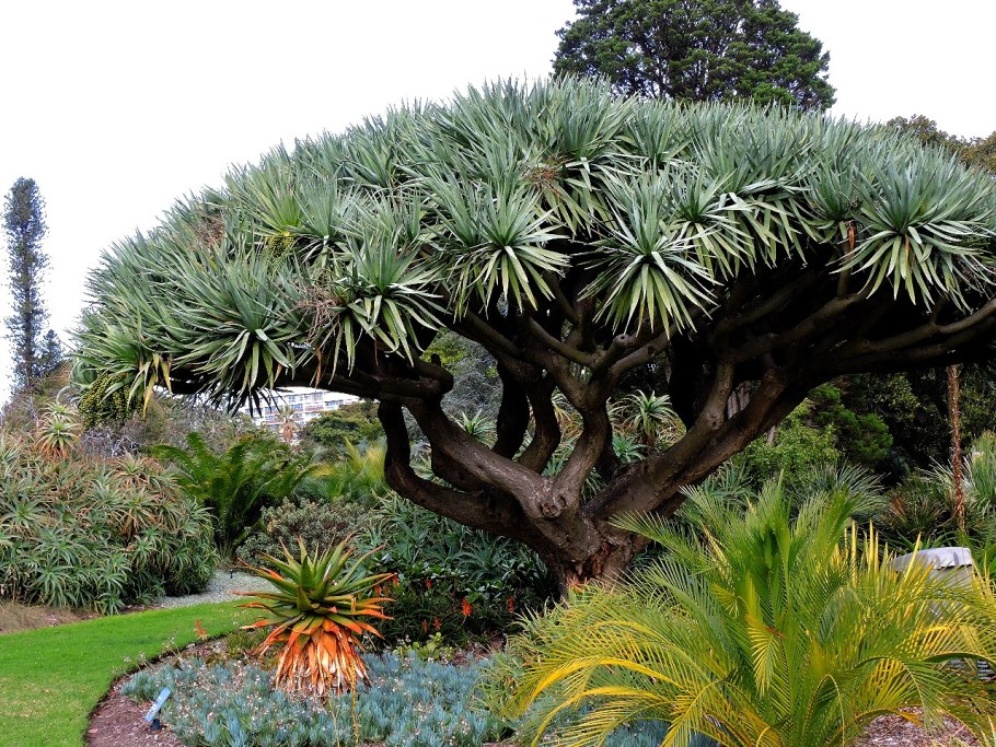 Белена чёрная