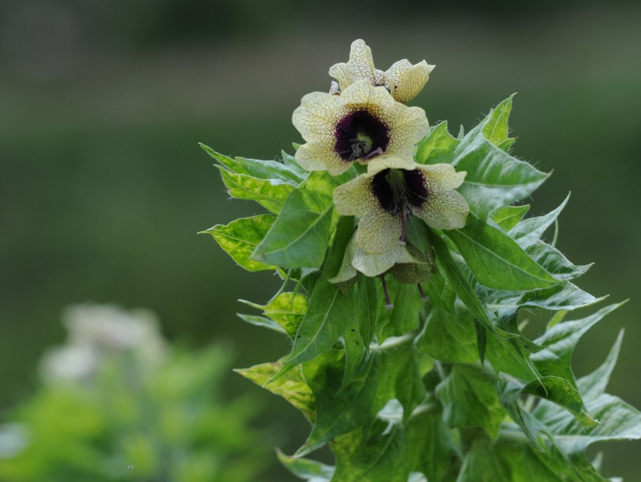 Белена Пасленовые