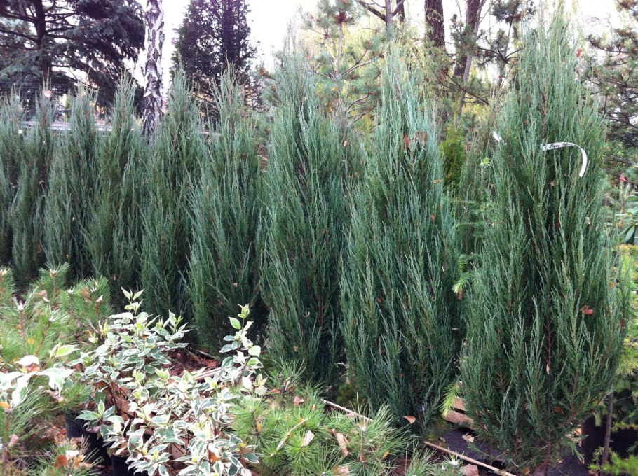 Можжевельник скальный Блу Арроу