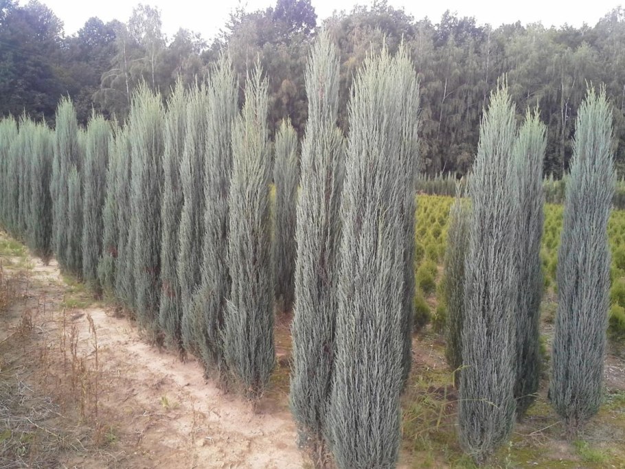 Можжевельник скальный скайрокет