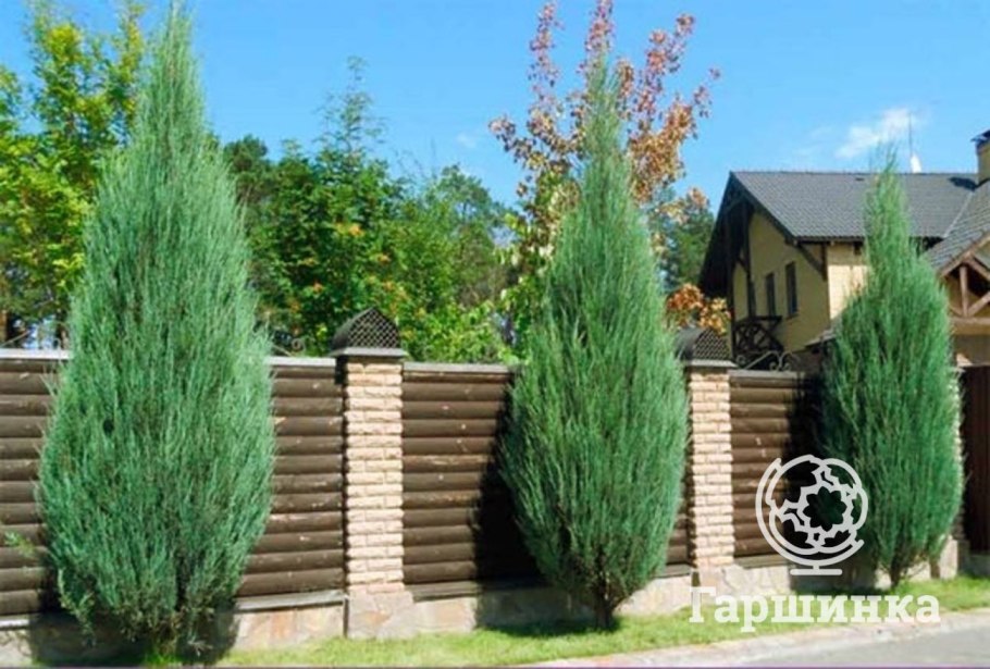 Можжевельник горный Блю Эрроу