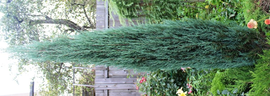 Можжевельник БДЮ рануб