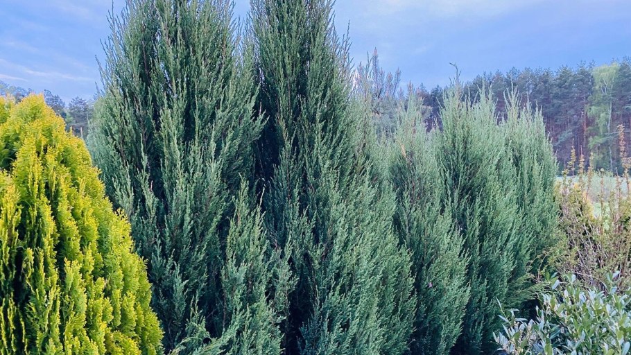 Можжевельник Скайрокет