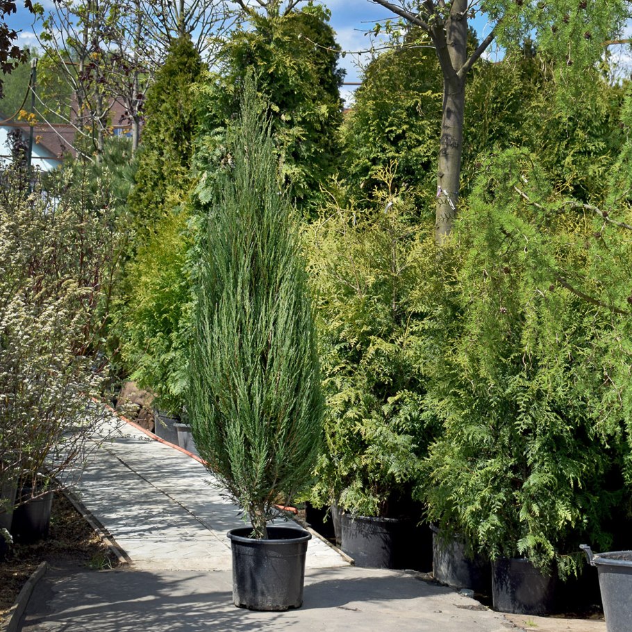 Можжевельник скальный Блю Эрроу