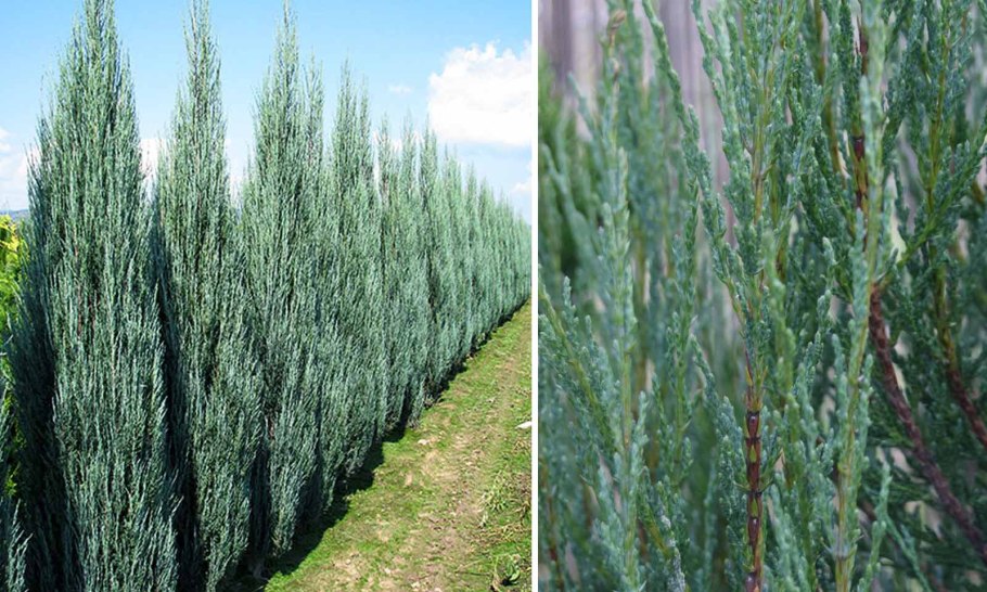 Можжевельник скальный Moonglow