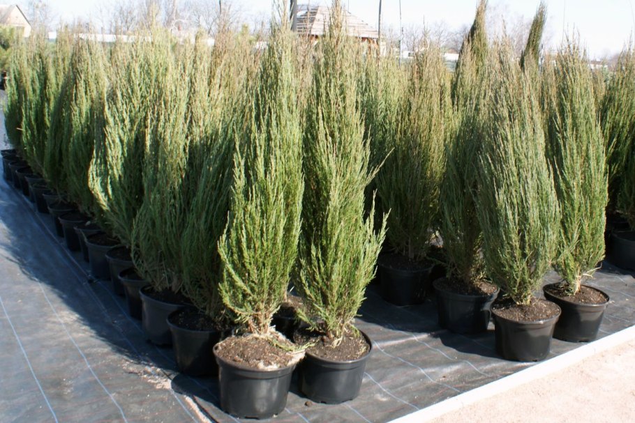 Можжевельник скальный Блю Эрроу (с2/с3 н30-40)