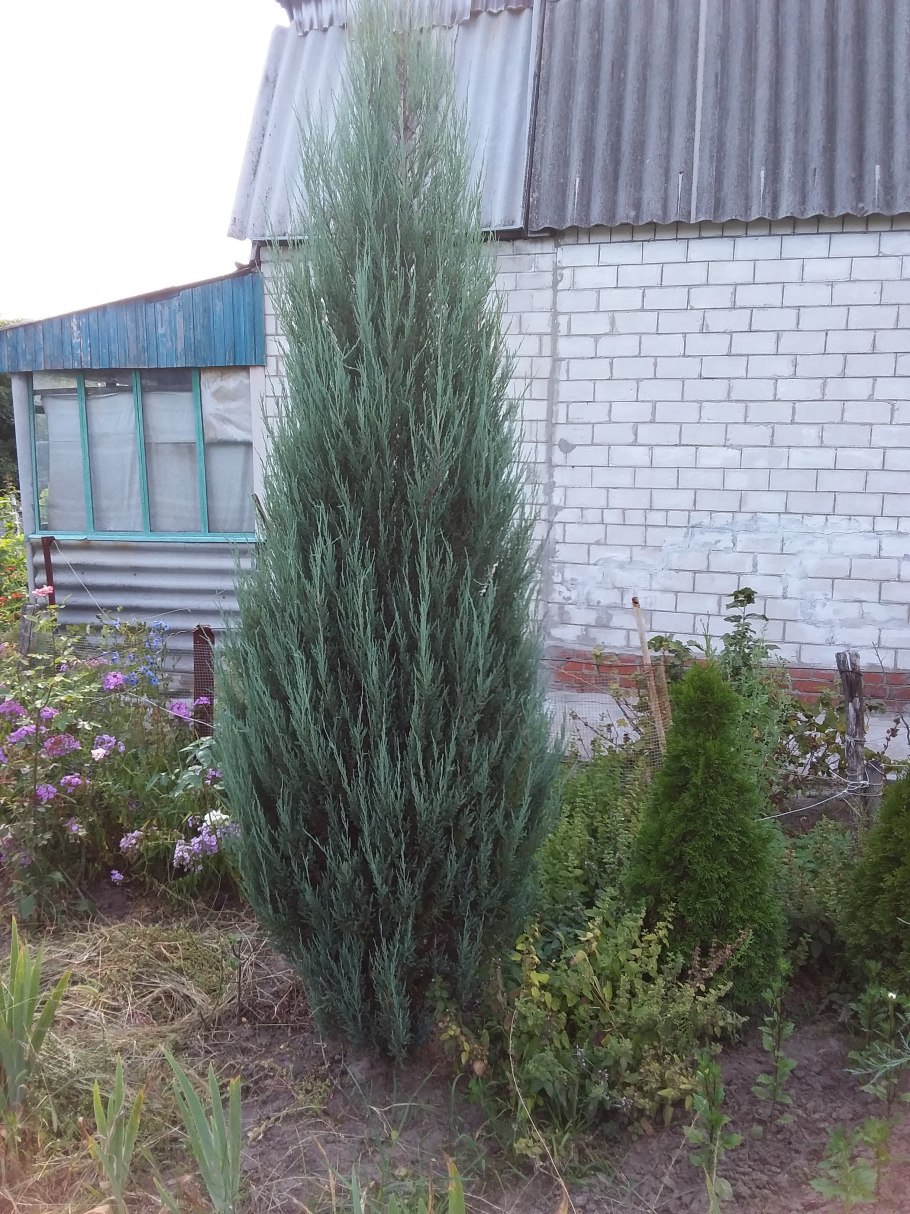 Можжевельник скальный Скайрокет