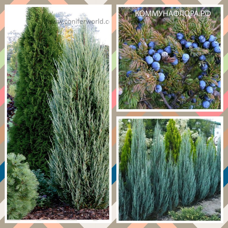 Можжевельник скальный айвори эрроу