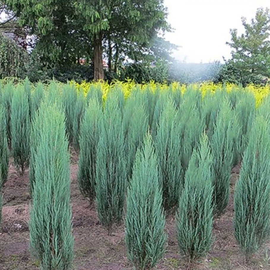 Можжевельник скальный Блю Арроу
