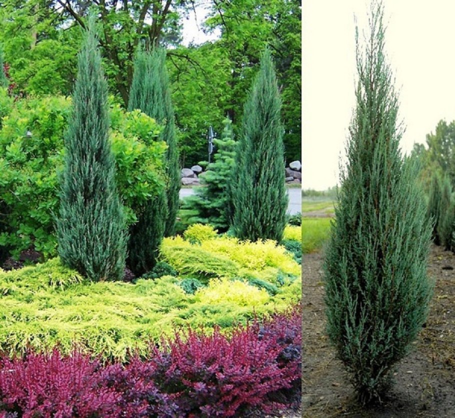 Можжевельник вертикальный Блю Эрроу