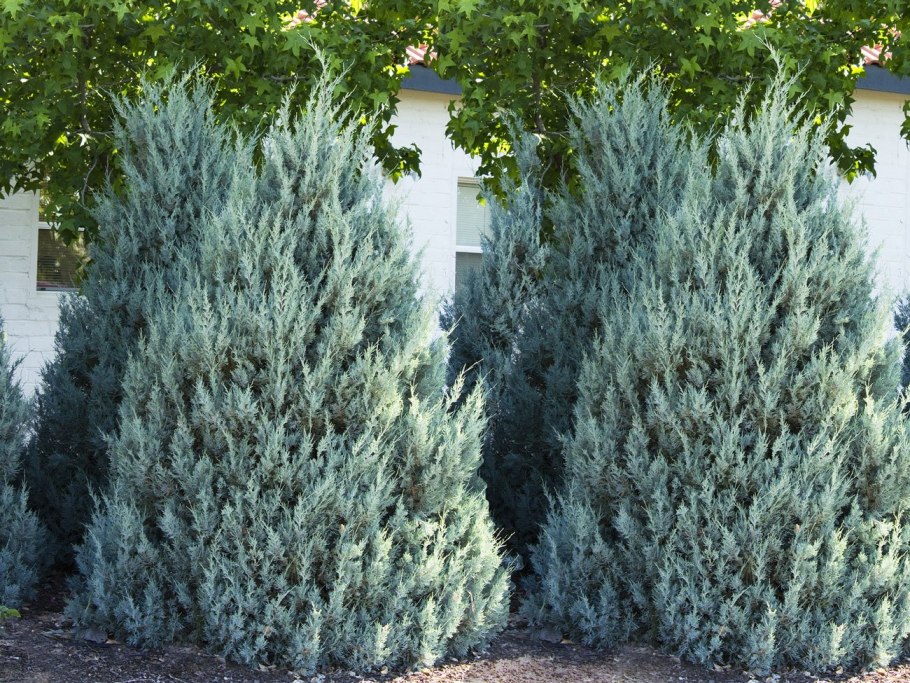 Можжевельник вертикальный Блю Эрроу